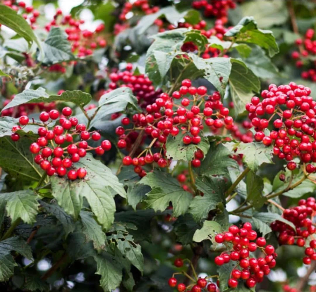 foto bessen ursula entken