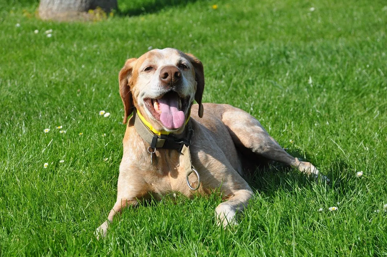 dog 2230532 1280