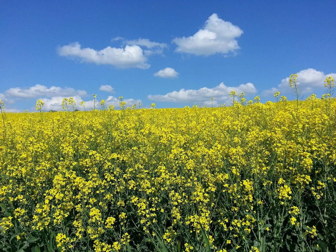 oilseed rape 615109 1280