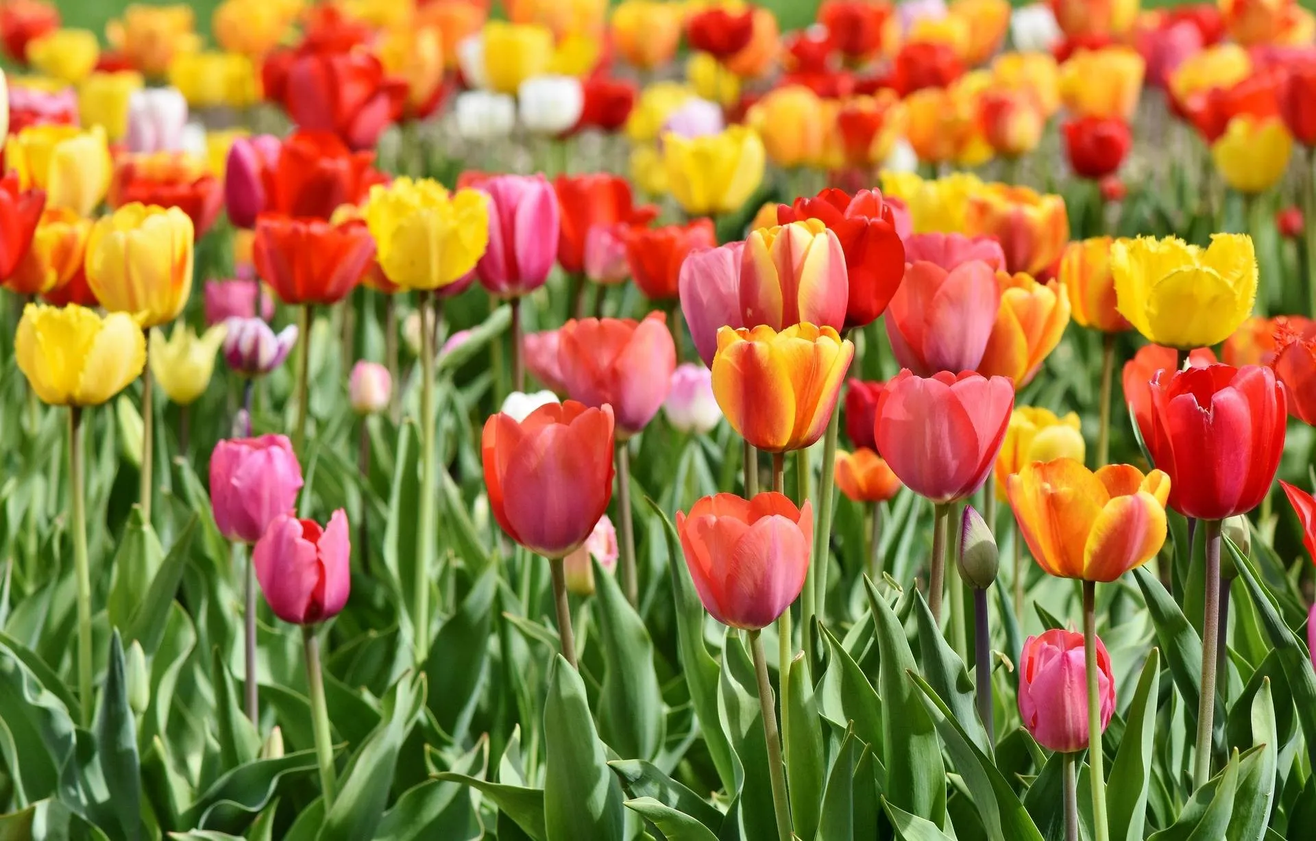 ralphs_fotos-tulips-3359902_1920