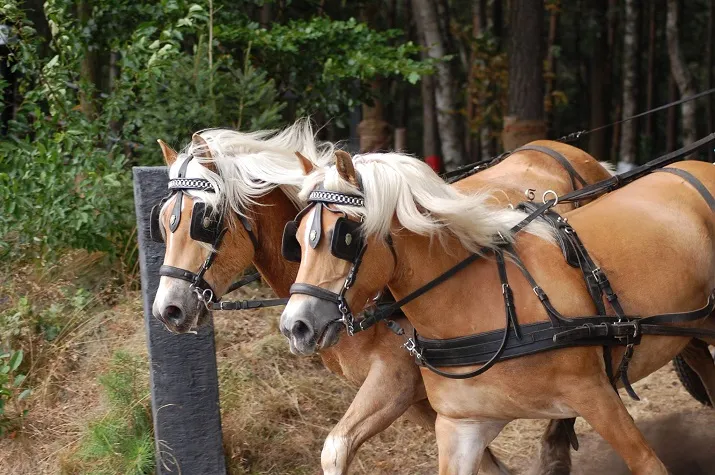 aangespannen dagen gilze