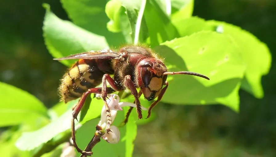 animals 3380936 1280