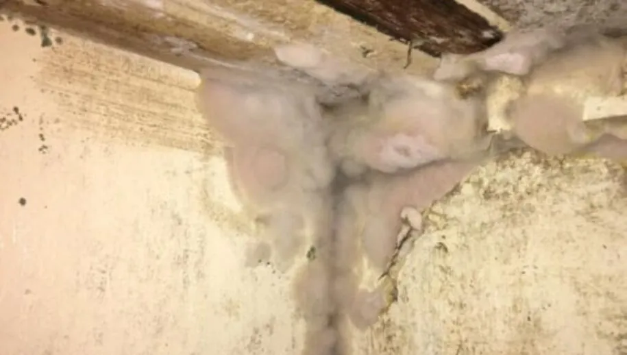 beestjes kwijt 915x518 1