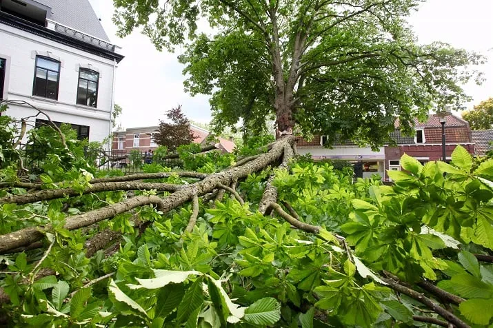 boom mollebos gilze 2