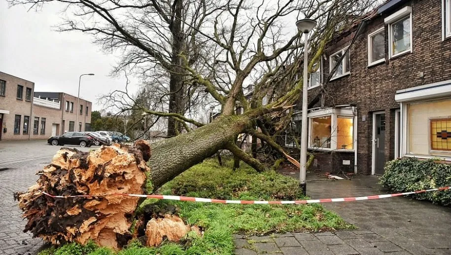 boom op woning 915x518