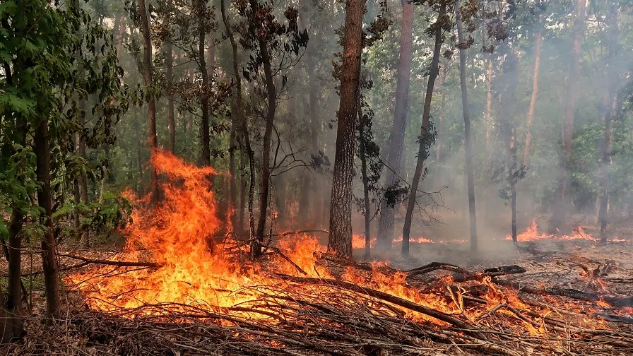 bosbrand steenbliklaan