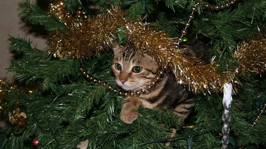 cat 1207460 960 720