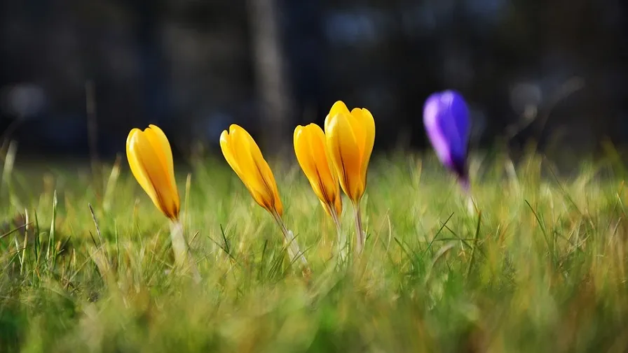 crocus 2140941 960 720