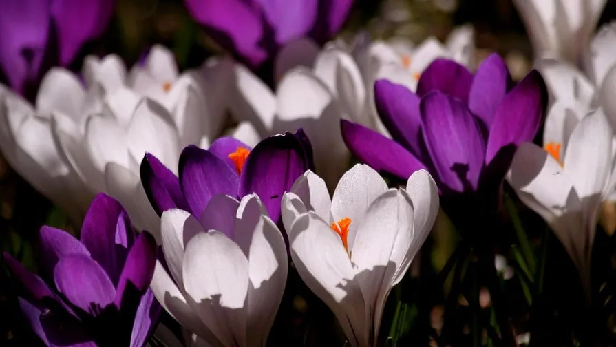 crocus