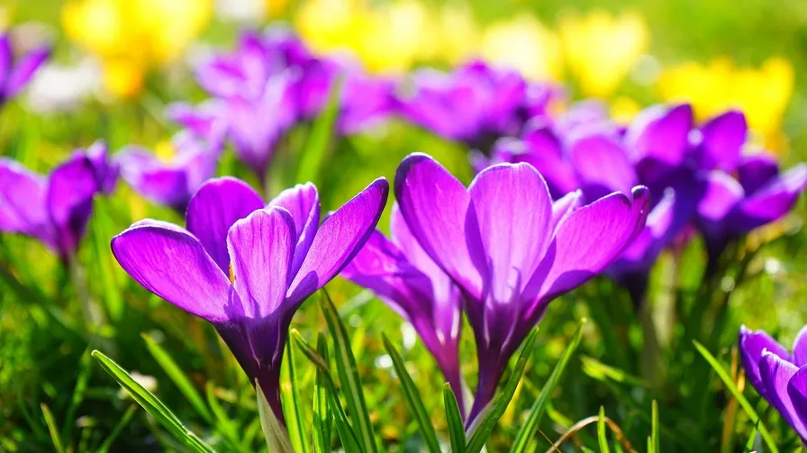 crocussen