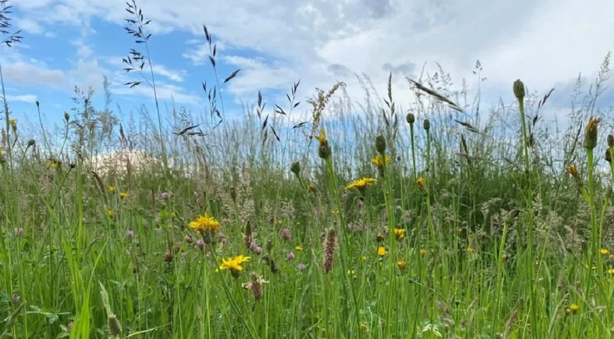 csm 2024 06 03 ac bn gr foto maaien 2024 778c184dda