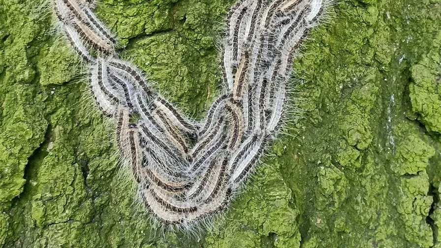 eikenprocessierups 4260017 1920