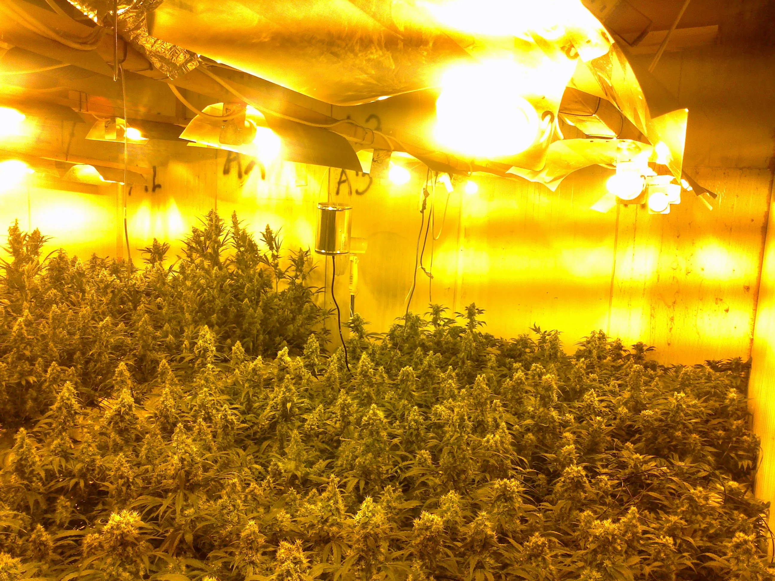 hennep kwekerij rijen