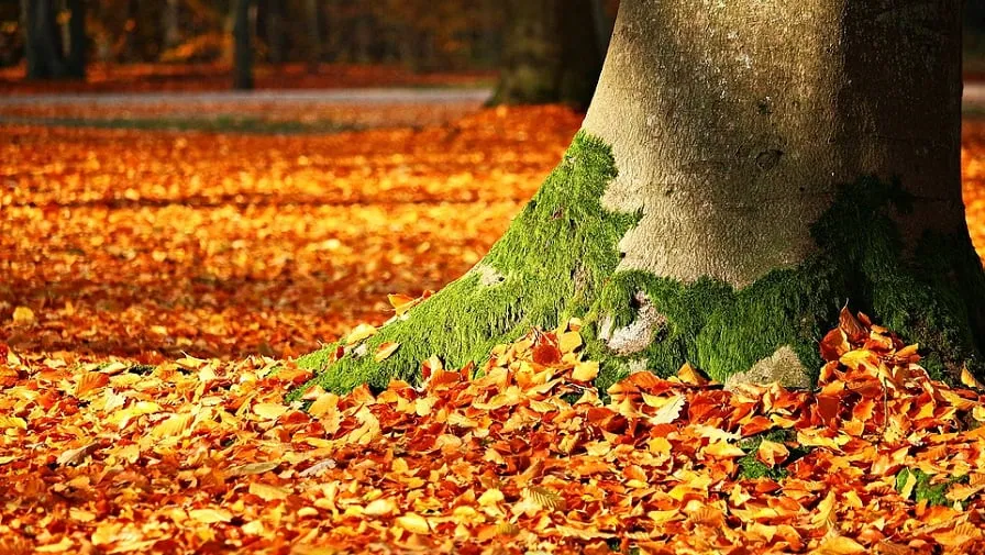 herfst 1