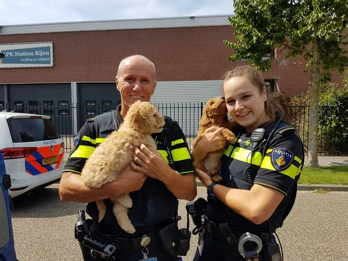 hondjes in kofferbak