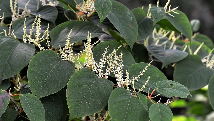 knotweed 2699120 1920 1