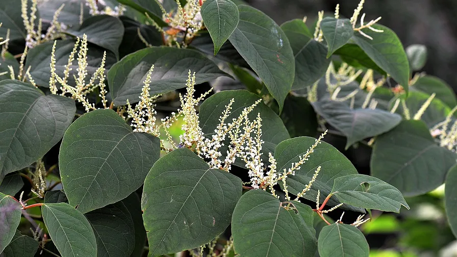 knotweed 2699120 1920