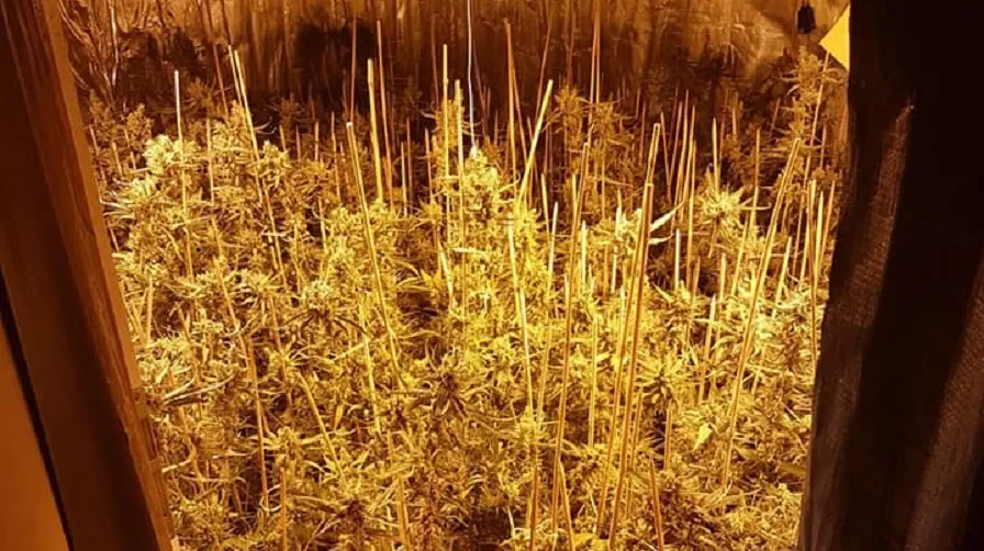 kwekerij eerste leij