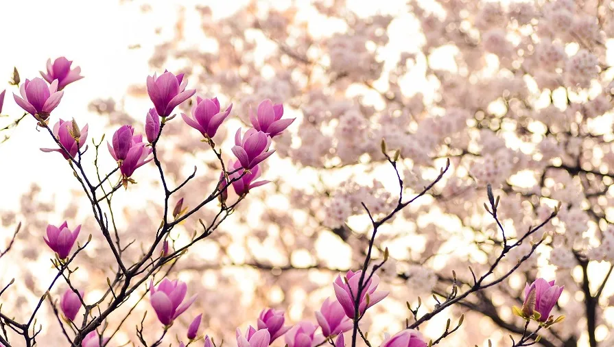 magnolia 2218788 1920