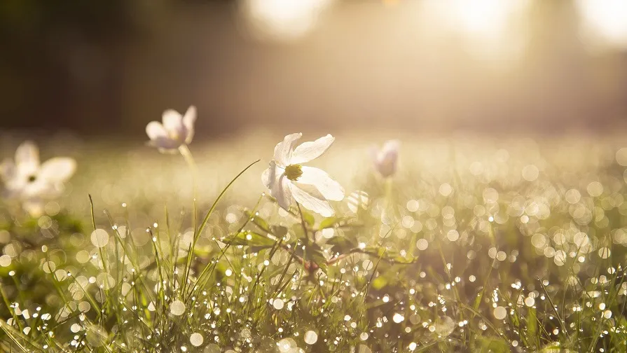 morning 4284120 1920