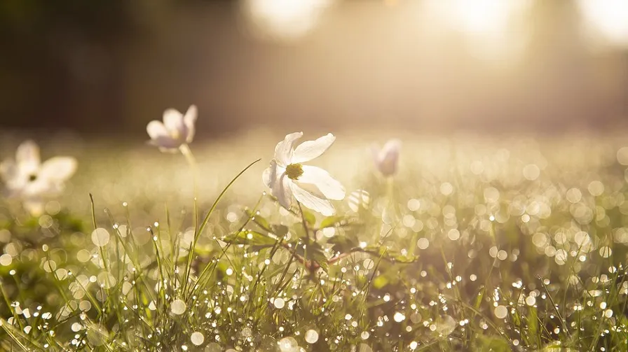 morning 4284120 960 720