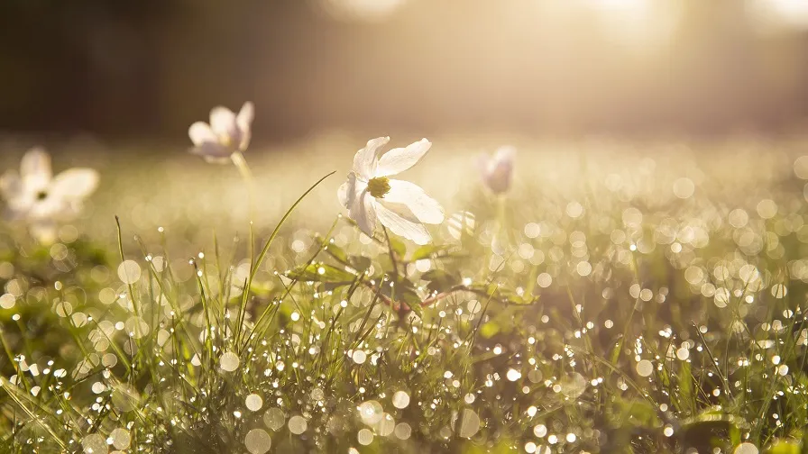 morning g0bdb604d0 1920