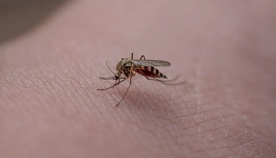 mosquito 6396370 1280