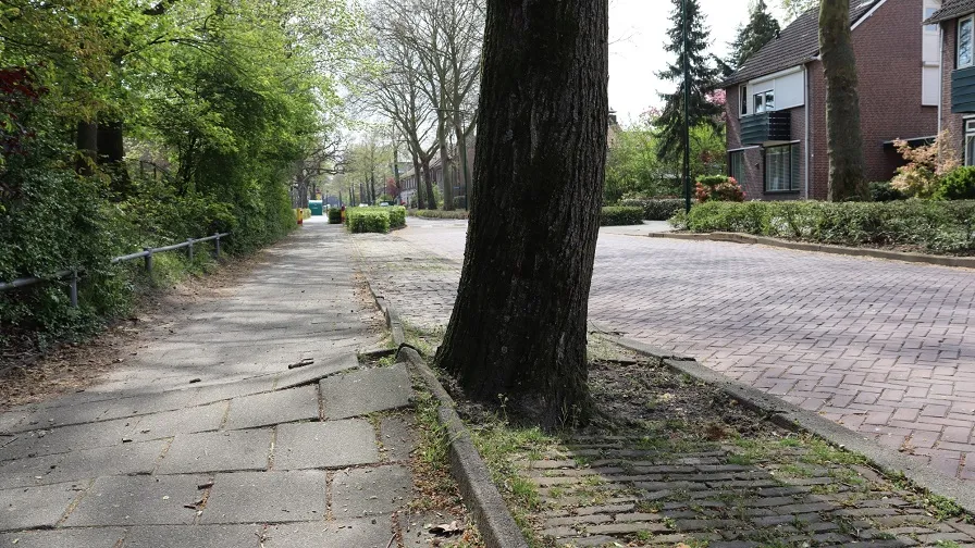 mosselaar boomwortel