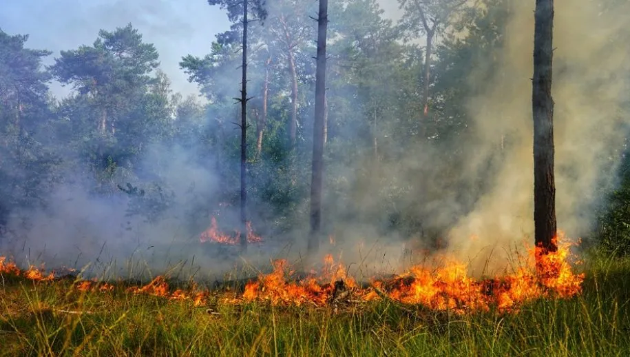 opnieuw grote bosbtand chaam 915x518 1