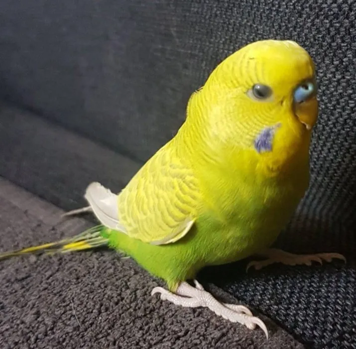 parkiet