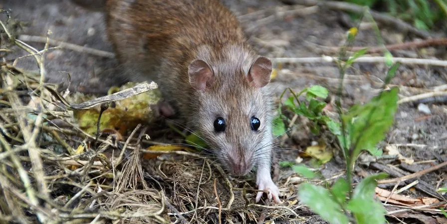 rat 5535170 1280