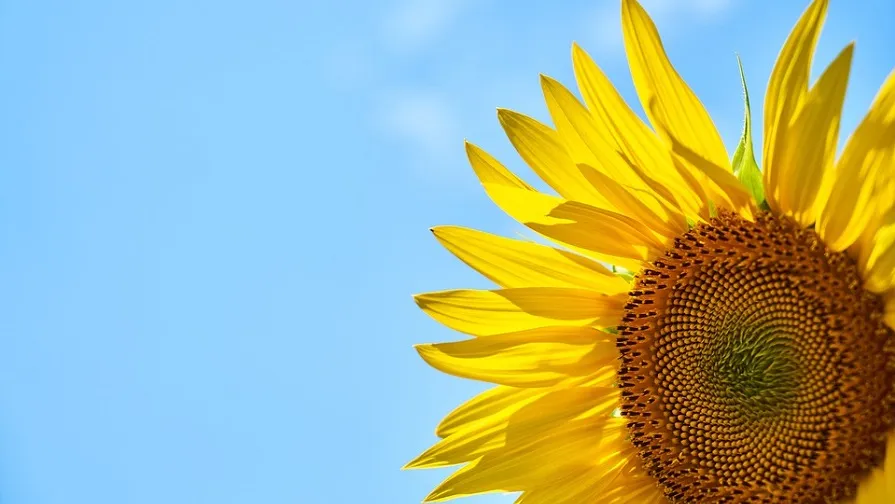 sunflower 3616249 960 720