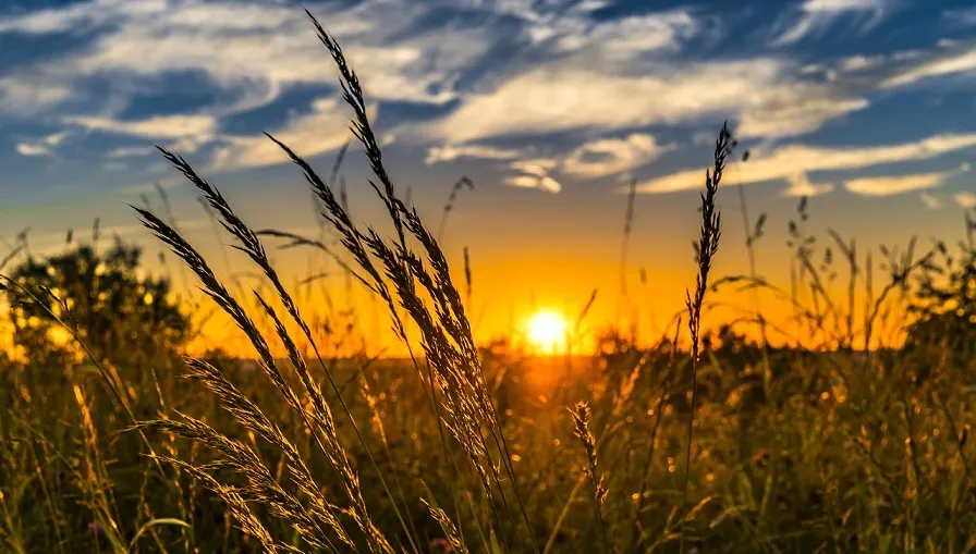wheat 2391348 1280
