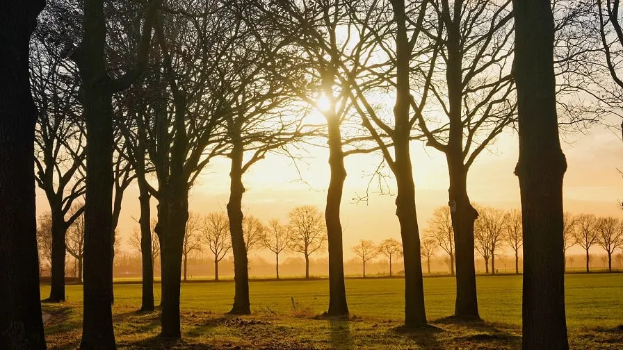 zon door bomen