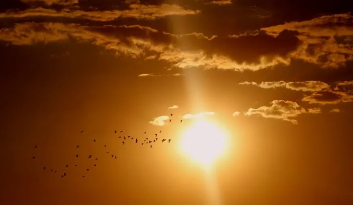 zon