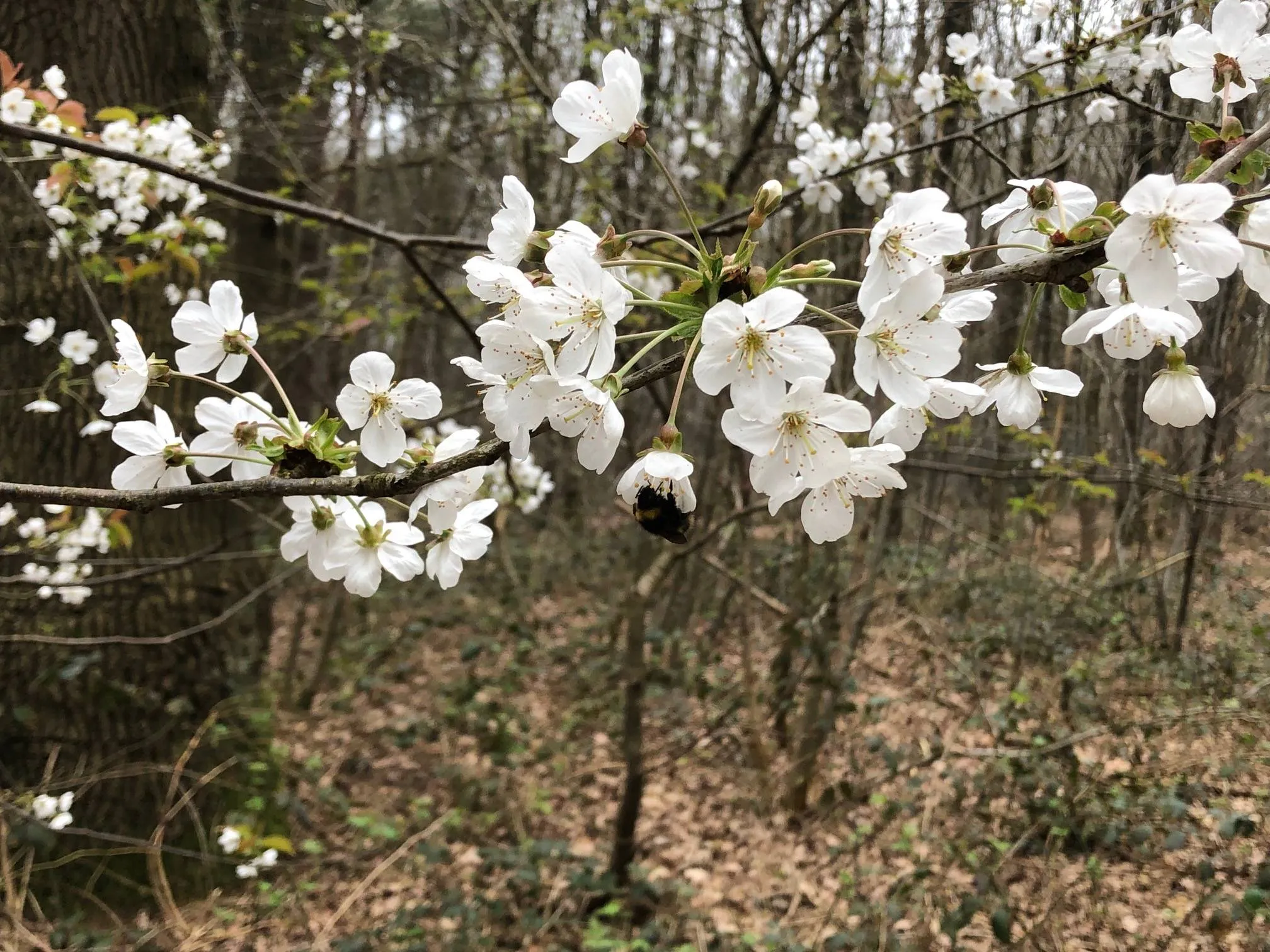 765e1bb4 c7ac 4461 944c 47b3497bc528 biodiversiteit