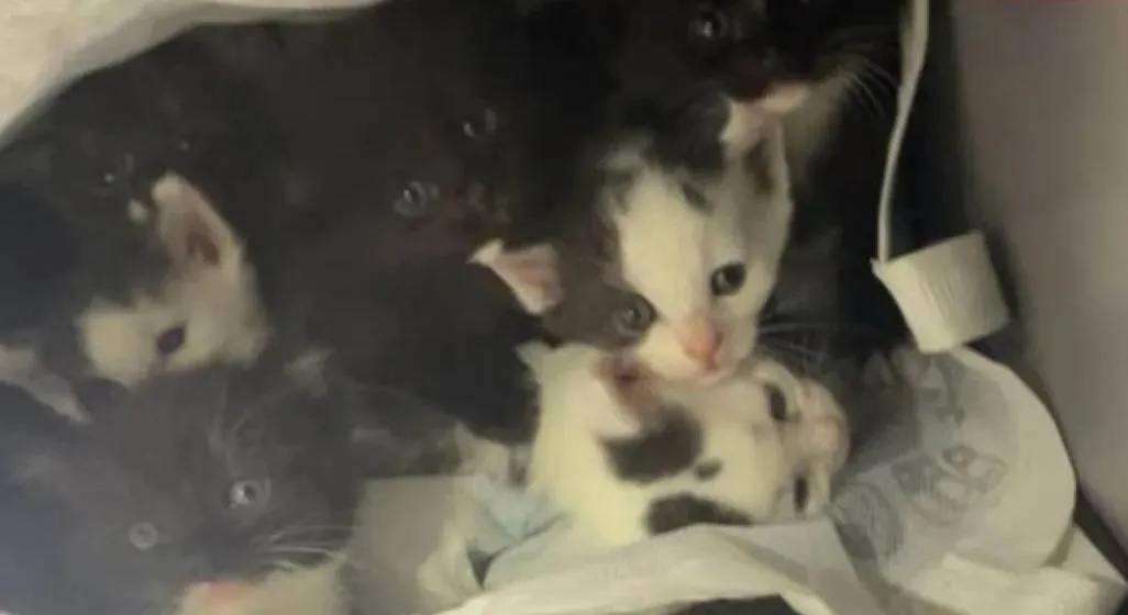 kittens-6885b3cb0f492