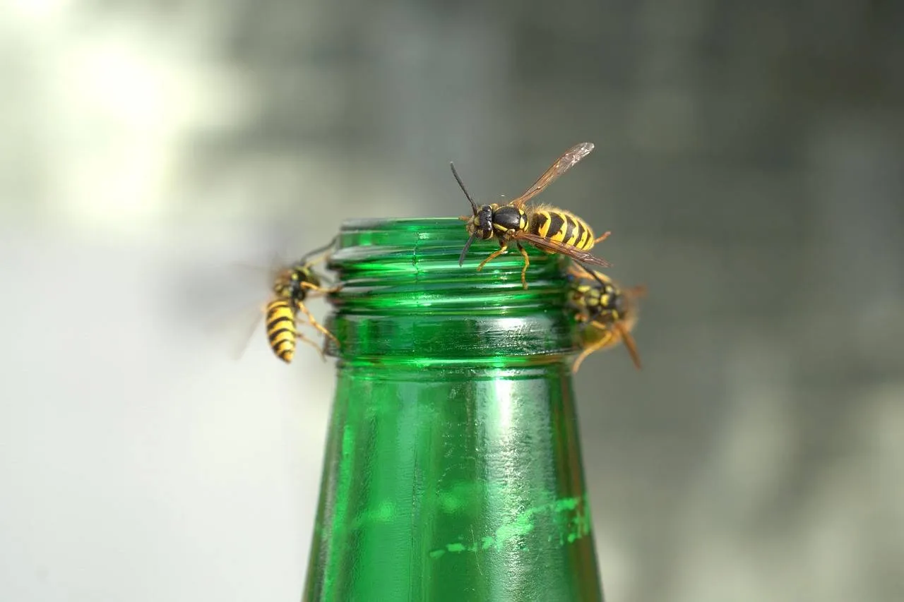 wasps-plague-3691852_1280