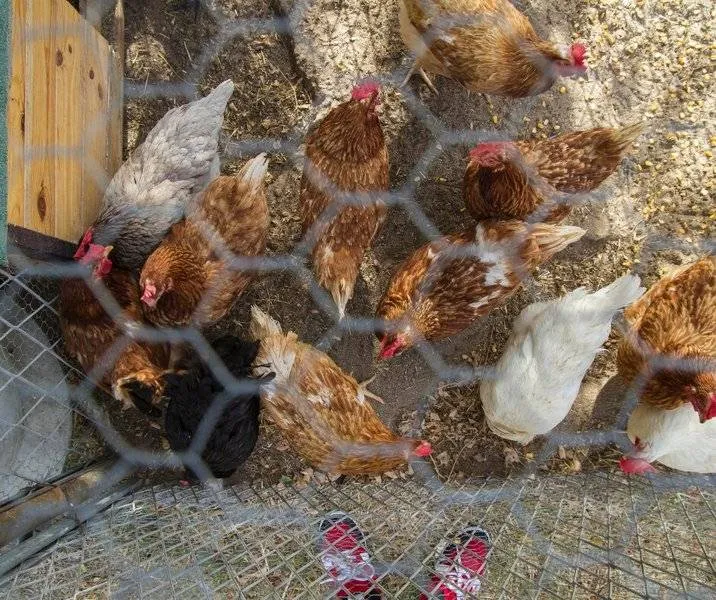 csm_2025-11-20_en_2025-11-24_AC_BN_GR_IF_Bescherm_uw_kippen_of_vogels_tegen_vogelgriep_e8d772d4e9