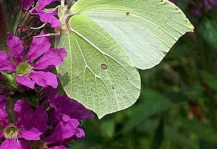 csm_2026-02-24_GR_beeld_plantgoedactie_Citroenvlinder_op_Grote_Kattenstaart_a2f427c9b6