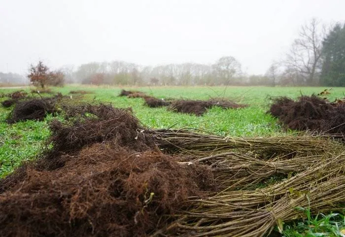 csm_2026-04-02_AC_BN_GR_FI_Insta_Brabant_behaagt_4_89e2d4723d