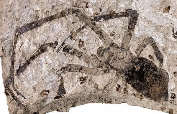 biggest fossil spider 34933 600x450