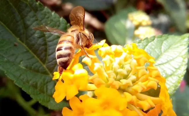 jiayu g4 photo sample hero