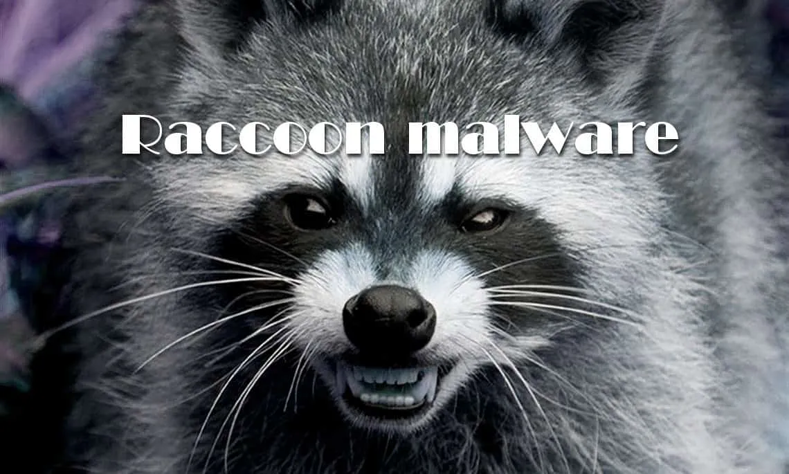 raccoon