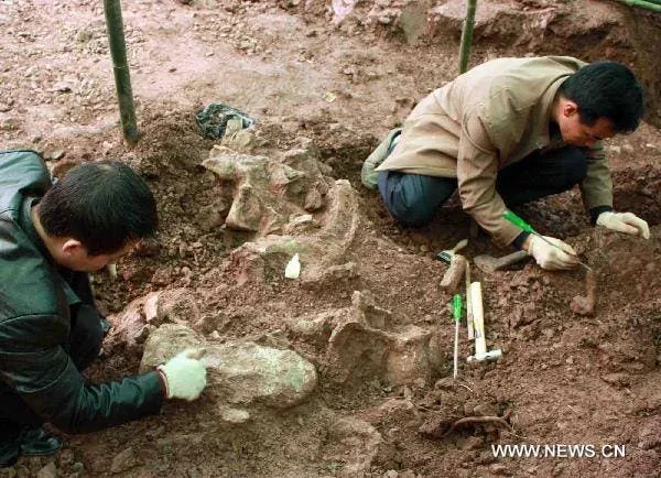 sauropod fossil discoverd in china
