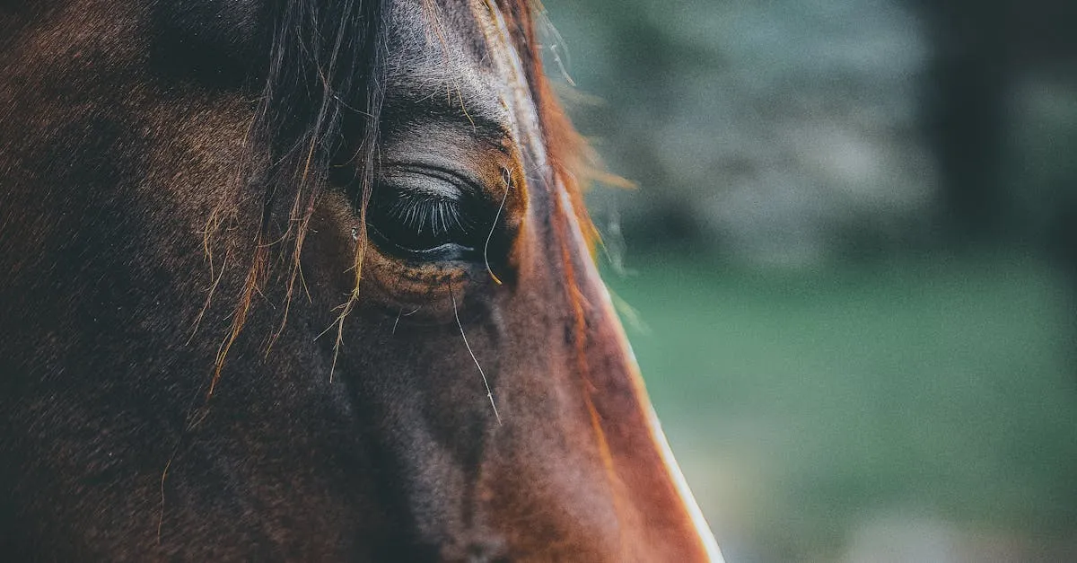 pexels photo 1411709