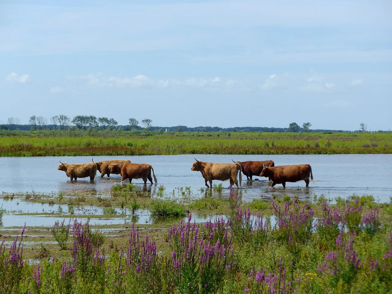 1280px runderen op tiengemetenherfstwandeling 1