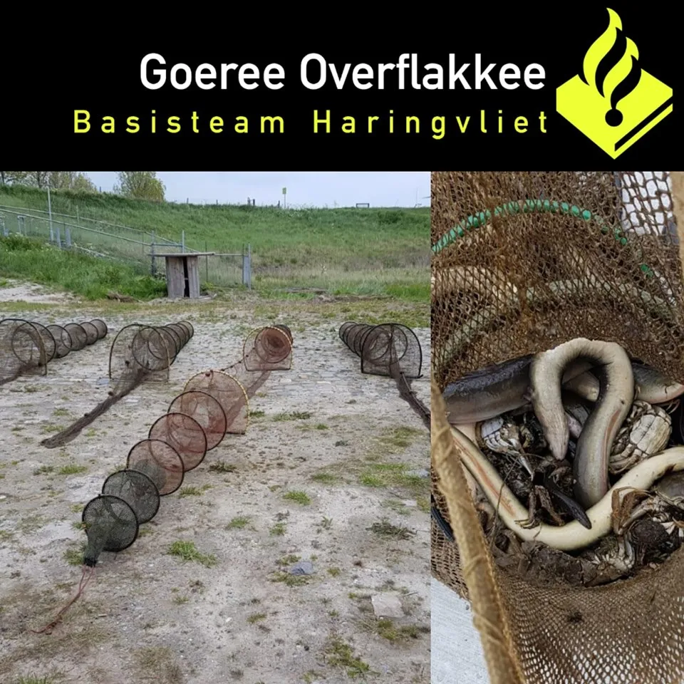 aalvissers
