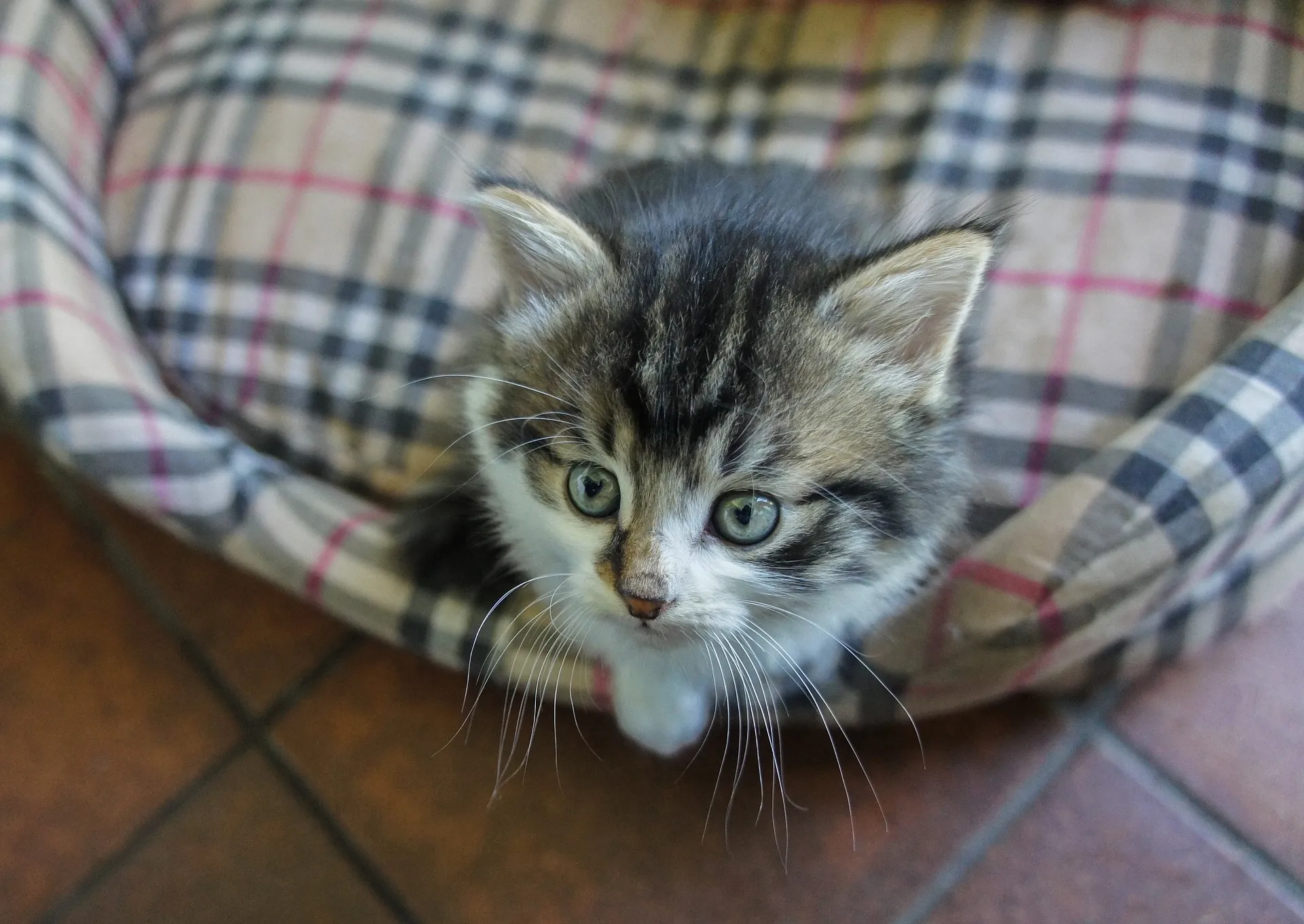 cat 2553062 1920