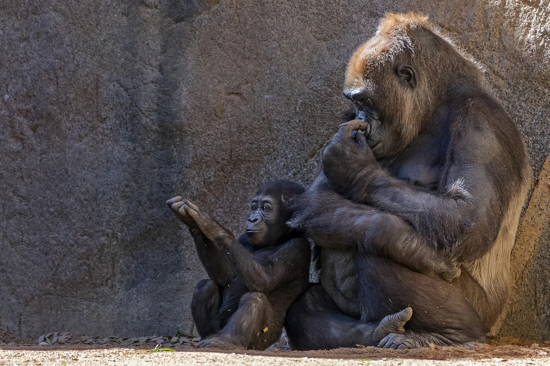 gorilla 3489893 1920